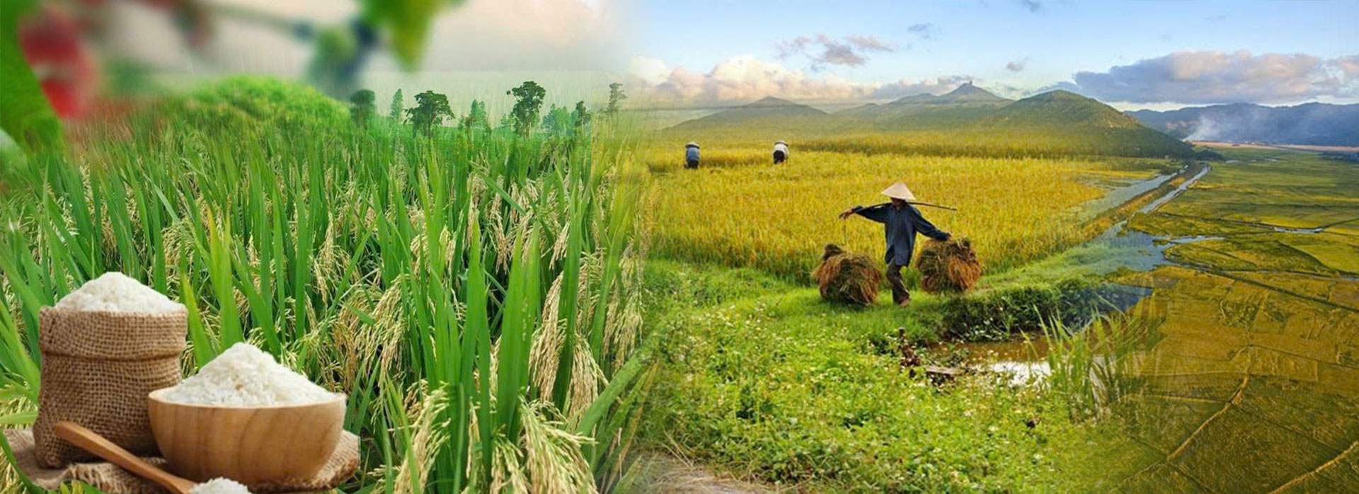 CÔNG TY TNHH LƯƠNG THỰC PHÚ YÊN – Phát triển bền vững từ nông nghiệp